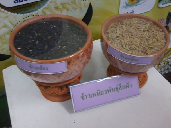 สวนจิตรลดา สวนจิตรลดา