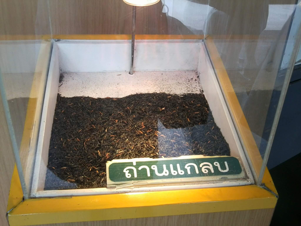 สวนจิตรลดา สวนจิตรลดา
