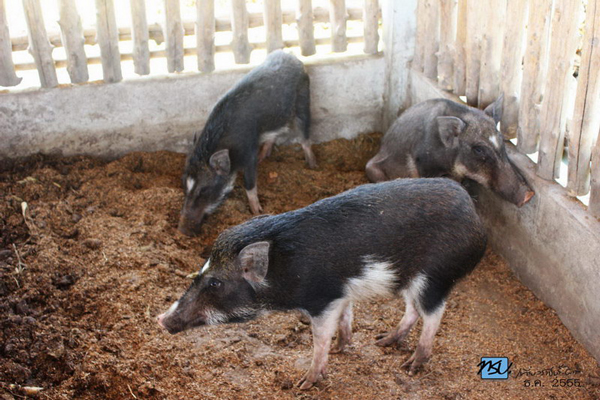 เขาชะงุ้ม ราชบุรี เขาชะงุ้ม ราชบุรี