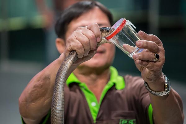 Siam Serpentarium Siam Serpentarium