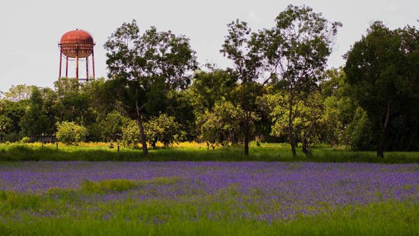ทุ่งดอกนิลุบล อุบลราชธานี ทุ่งดอกนิลุบล อุบลราชธานี