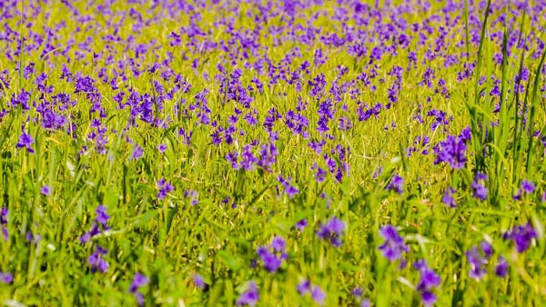 ทุ่งดอกนิลุบล อุบลราชธานี ทุ่งดอกนิลุบล อุบลราชธานี