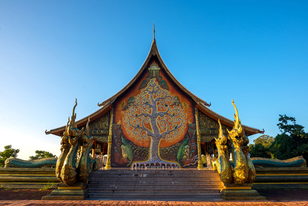 ต้นไม้เรืองแสง วัดสิรินธรวรารามภูพร้าว ต้นไม้เรืองแสง วัดสิรินธรวรารามภูพร้าว