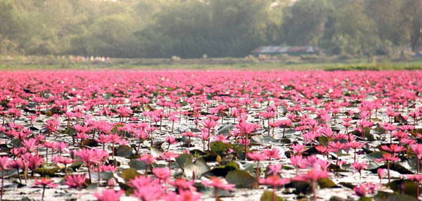ทะเลบัวแดง หนองคาย ทะเลบัวแดง หนองคาย