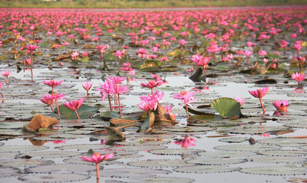 ทะเลบัวแดง หนองคาย ทะเลบัวแดง หนองคาย