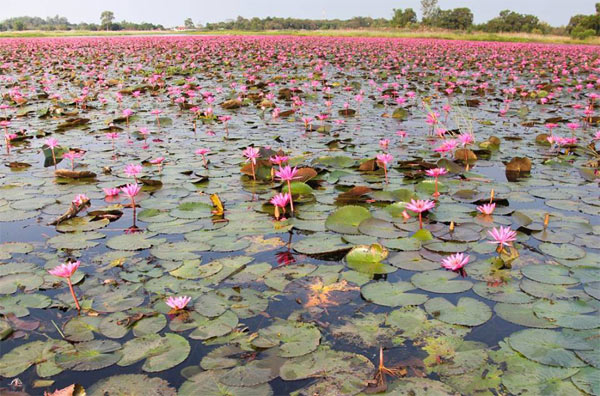 ทะเลบัวแดง หนองคาย ทะเลบัวแดง หนองคาย