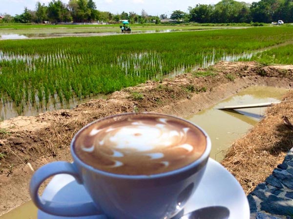 ร้านกาแฟวิวทุ่งนา ร้านกาแฟวิวทุ่งนา