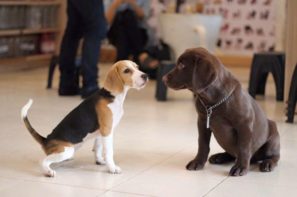 คาเฟ่น้องหมา คาเฟ่น้องหมา