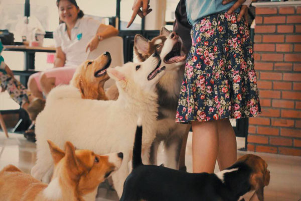 คาเฟ่น้องหมา คาเฟ่น้องหมา