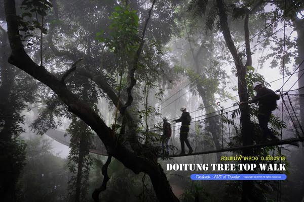 Tree Top Walk Tree Top Walk