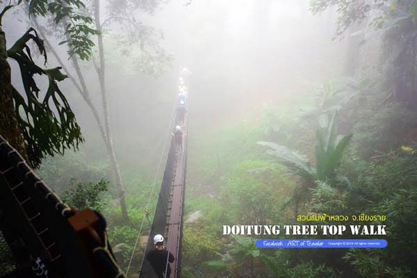 Tree Top Walk Tree Top Walk