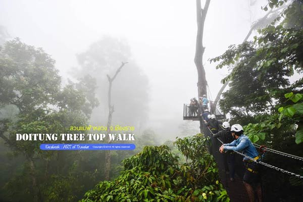 Tree Top Walk Tree Top Walk