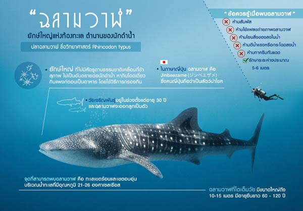 ฉลามวาฬ ฉลามวาฬ