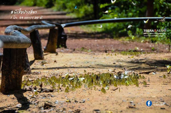 เทศกาลดูผีเสื้อปางสีดา เทศกาลดูผีเสื้อปางสีดา