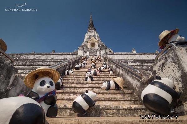 แพนด้า 1,600 ตัว แพนด้า 1,600 ตัว