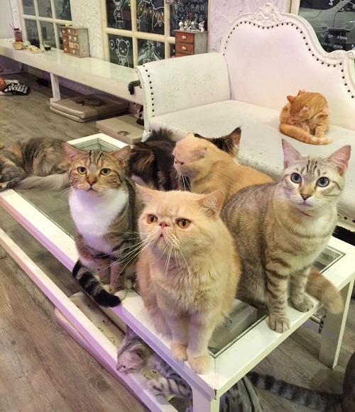 ร้านคนดัง ร้านคนดัง