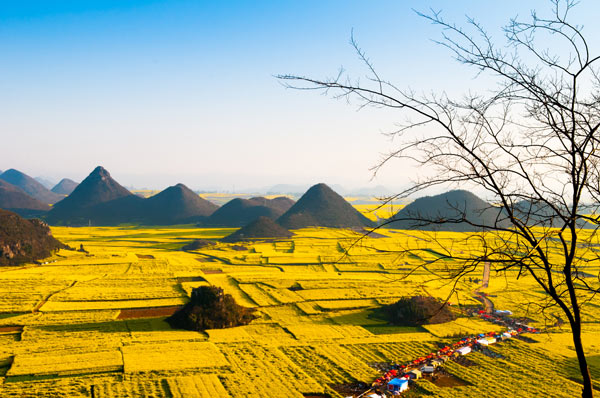 ทุ่งดอกคาโนลา เมืองจีน ทุ่งดอกคาโนลา เมืองจีน
