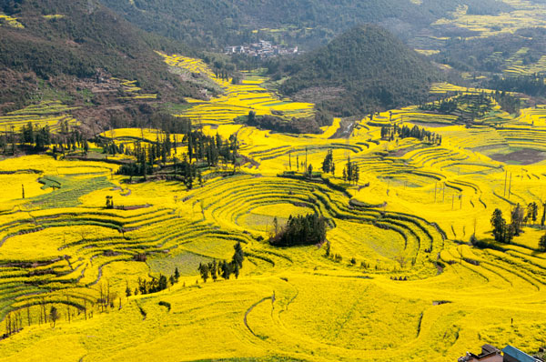 ทุ่งดอกคาโนลา เมืองจีน ทุ่งดอกคาโนลา เมืองจีน