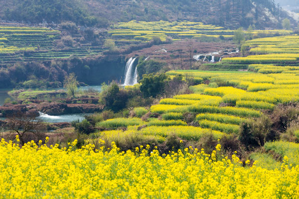 ทุ่งดอกคาโนลา เมืองจีน ทุ่งดอกคาโนลา เมืองจีน