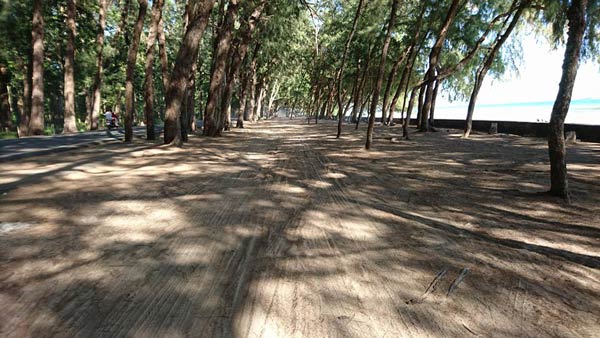 สวนรุกขชาติบ้านเพ ระยอง สวนรุกขชาติบ้านเพ ระยอง