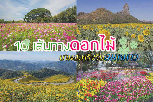 เส้นทางดอกไม้หน้าหนาว เส้นทางดอกไม้หน้าหนาว