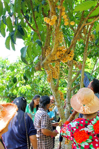 บุฟเฟ่ต์ผลไม้ บุฟเฟ่ต์ผลไม้