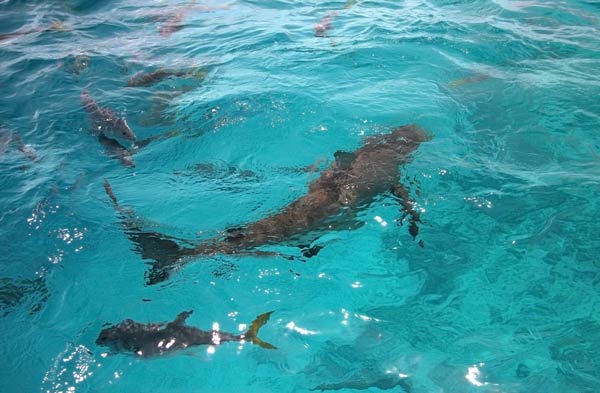 Shark Ray Alley เบลีซ Shark Ray Alley เบลีซ