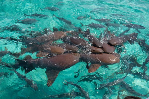Shark Ray Alley เบลีซ Shark Ray Alley เบลีซ