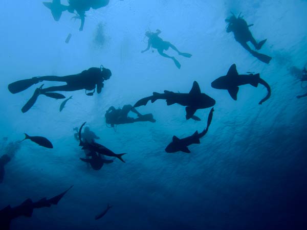 Shark Ray Alley เบลีซ Shark Ray Alley เบลีซ