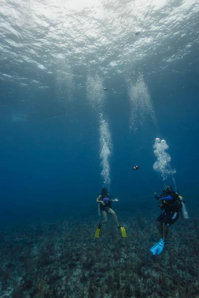 Shark Ray Alley เบลีซ Shark Ray Alley เบลีซ