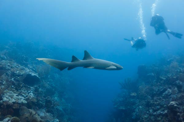 Shark Ray Alley เบลีซ Shark Ray Alley เบลีซ