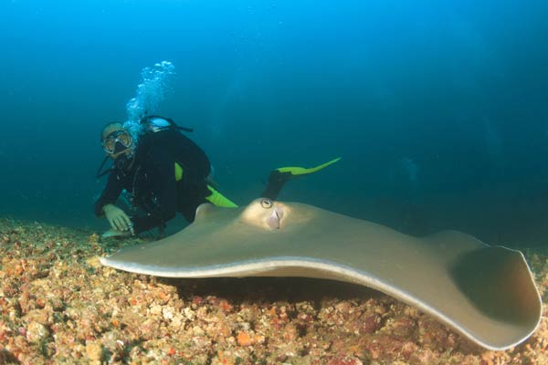 Shark Ray Alley เบลีซ Shark Ray Alley เบลีซ