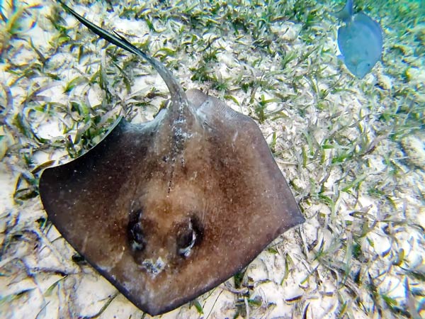 Shark Ray Alley เบลีซ Shark Ray Alley เบลีซ