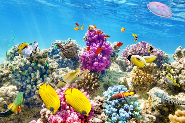 Shark Ray Alley เบลีซ Shark Ray Alley เบลีซ