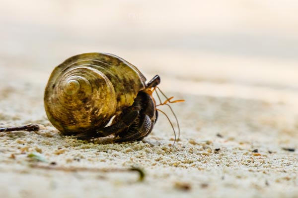 เกาะลอร์ด เฮฟเว่น เกาะลอร์ด เฮฟเว่น