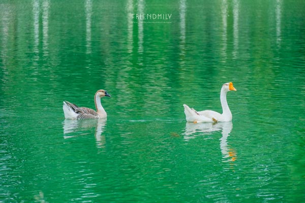 เกาะลอร์ด เฮฟเว่น เกาะลอร์ด เฮฟเว่น