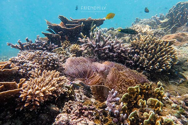 เกาะลอร์ด เฮฟเว่น เกาะลอร์ด เฮฟเว่น