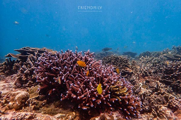 เกาะลอร์ด เฮฟเว่น เกาะลอร์ด เฮฟเว่น