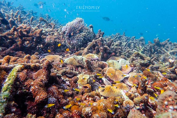 เกาะลอร์ด เฮฟเว่น เกาะลอร์ด เฮฟเว่น