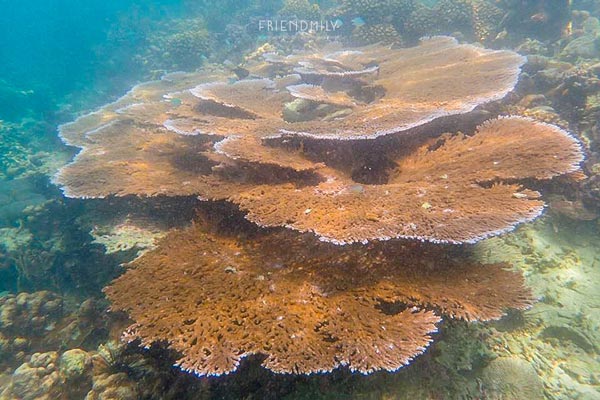 เกาะลอร์ด เฮฟเว่น เกาะลอร์ด เฮฟเว่น