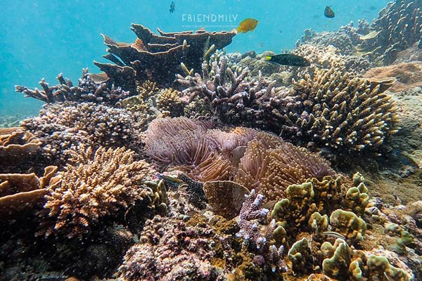 เกาะลอร์ด เฮฟเว่น เกาะลอร์ด เฮฟเว่น