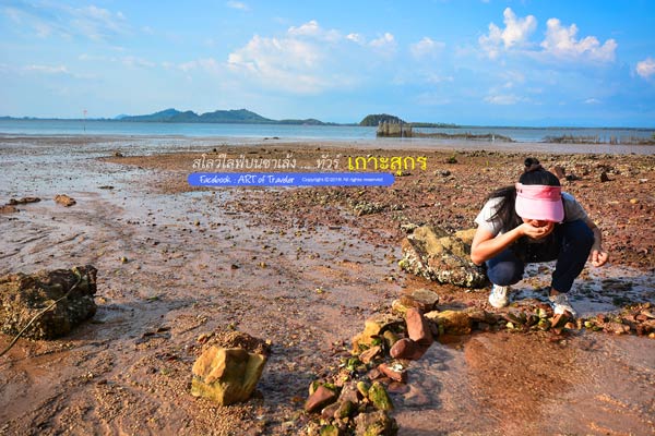 เกาะสุกร เกาะสุกร