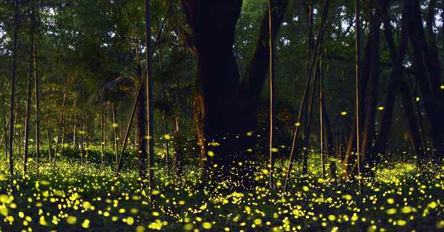 สวนหิ่งห้อย คันโต ประเทศญี่ปุ่น สวนหิ่งห้อย คันโต ประเทศญี่ปุ่น