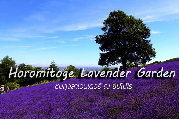 Horomitoge Lavender Garden ซัปโปโร Horomitoge Lavender Garden ซัปโปโร