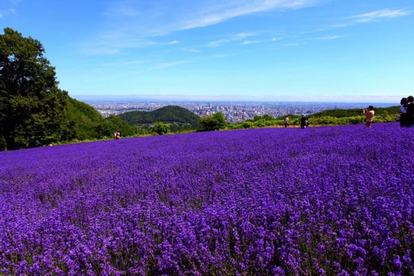 Horomitoge Lavender Garden ซัปโปโร Horomitoge Lavender Garden ซัปโปโร