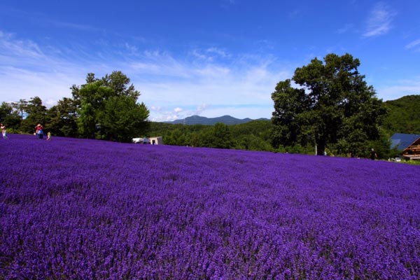 Horomitoge Lavender Garden ซัปโปโร Horomitoge Lavender Garden ซัปโปโร
