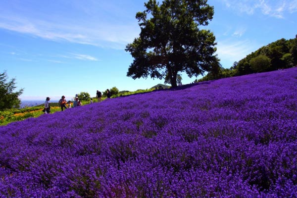 Horomitoge Lavender Garden ซัปโปโร Horomitoge Lavender Garden ซัปโปโร