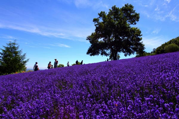 Horomitoge Lavender Garden ซัปโปโร Horomitoge Lavender Garden ซัปโปโร