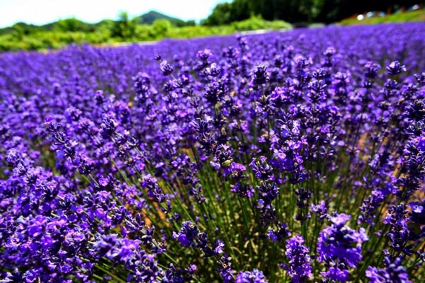 Horomitoge Lavender Garden ซัปโปโร Horomitoge Lavender Garden ซัปโปโร