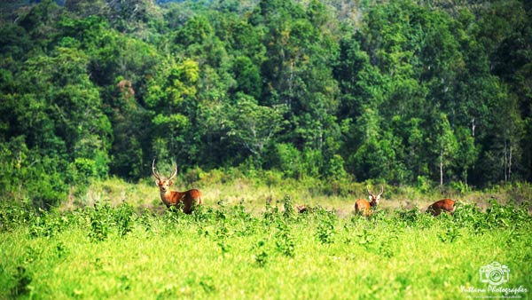 เที่ยวภูเขียว-ทุ่งกะมัง เที่ยวภูเขียว-ทุ่งกะมัง